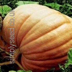 Pumpkin Mammoth